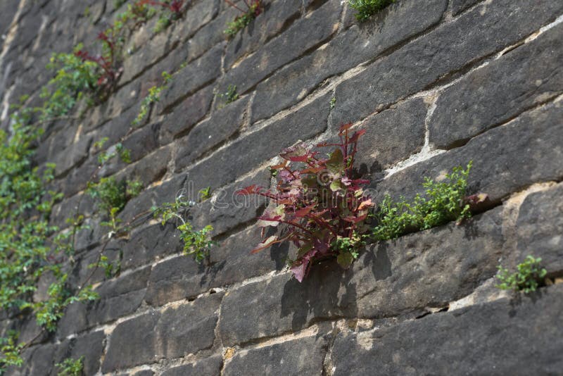 Full frame selective focus image of red and green plants growing from the cracks in a grey wall. Focus on red plant, plants may be seen as weeds. Full frame selective focus image of red and green plants growing from the cracks in a grey wall. Focus on red plant, plants may be seen as weeds