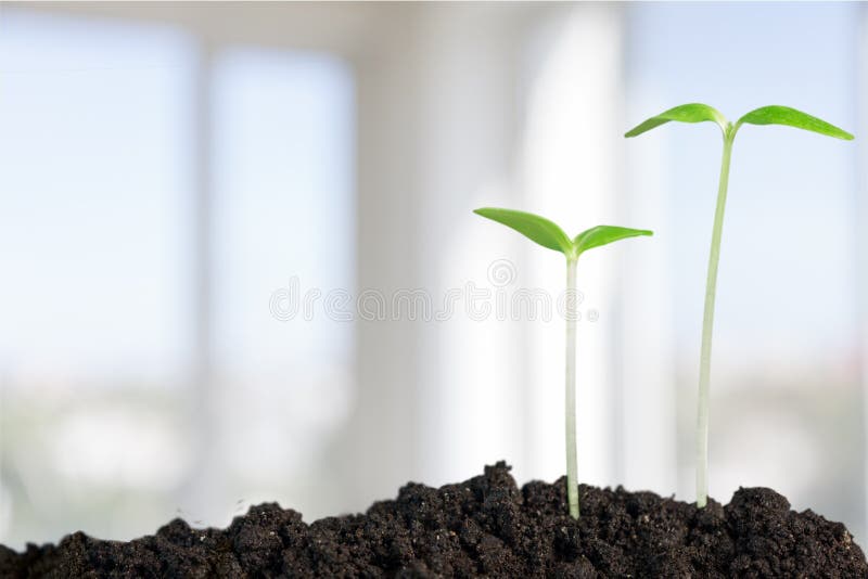 Growth Seedling Plant Sowing Bean Dirt Isolated. Growth Seedling Plant Sowing Bean Dirt Isolated