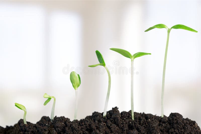 Growth Seedling Plant Sowing Bean Dirt Nature. Growth Seedling Plant Sowing Bean Dirt Nature