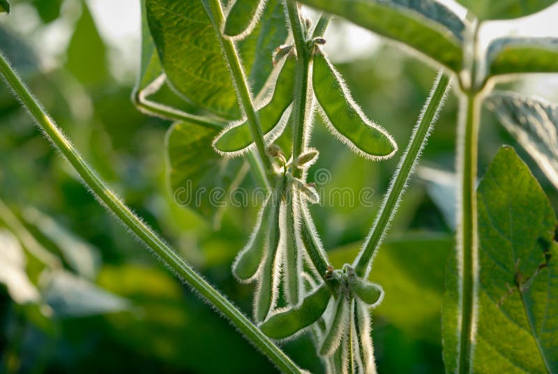 Close up of the soy bean plant in the field. Close up of the soy bean plant in the field