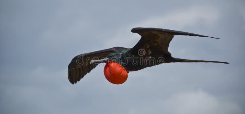 The Frigatebird nests on the islands of Galapagos. The male, pictured, inflates a pouch on is neck to attract the female. The Frigatebird nests on the islands of Galapagos. The male, pictured, inflates a pouch on is neck to attract the female.