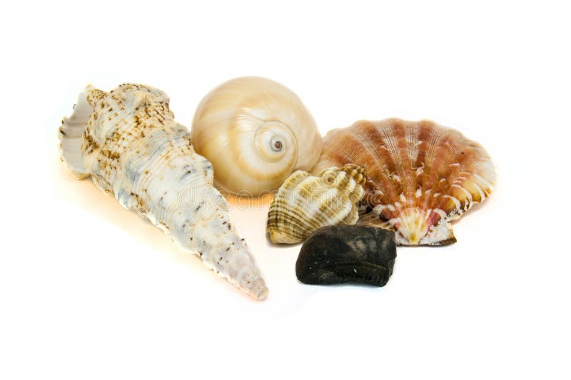 壳 免版税库存图片