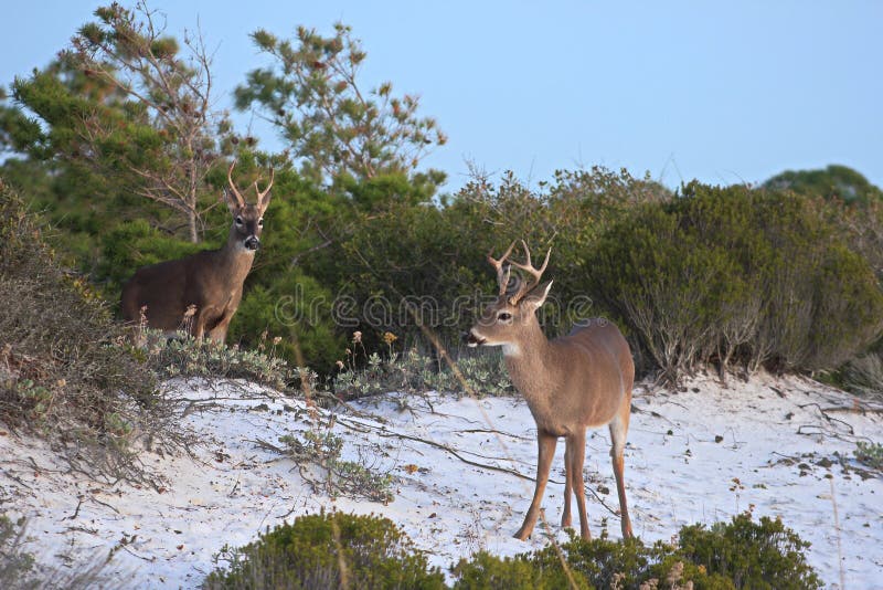 Point bucks deer panama city beach florida st andrews state park. Point bucks deer panama city beach florida st andrews state park