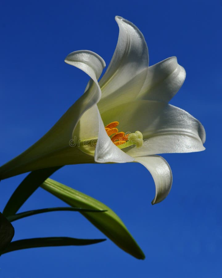 A beautiful Easter Lily with a bud on a bright blue sky background. Lilium longiflorum bears a number of trumpet shaped, white, fragrant, and outward facing flowers. A beautiful Easter Lily with a bud on a bright blue sky background. Lilium longiflorum bears a number of trumpet shaped, white, fragrant, and outward facing flowers.