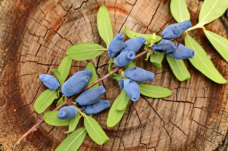 Berries on the bush during harvest. Blue Honeysuckle Lonicera caerulea - deciduous shrub with edible fruits in a dark blue color. Berries on the bush during harvest. Blue Honeysuckle Lonicera caerulea - deciduous shrub with edible fruits in a dark blue color