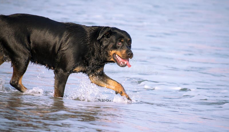 夏天在海滩跑的罗特韦勒 沙滩上的危险犬群开始愉快地洗澡 库存照片 夏天在海滩跑的罗特韦勒 沙滩上的危险犬群开始愉快地洗澡 库存照片
