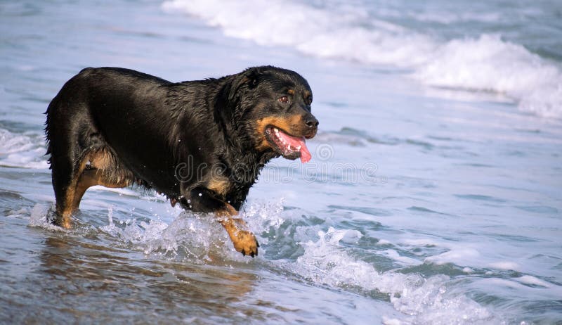 夏天在海滩跑的罗特韦勒 沙滩上的危险犬群开始愉快地洗澡 免版税库存图片 夏天在海滩跑的罗特韦勒 沙滩上的危险犬群开始愉快地洗澡 免版税库存图片