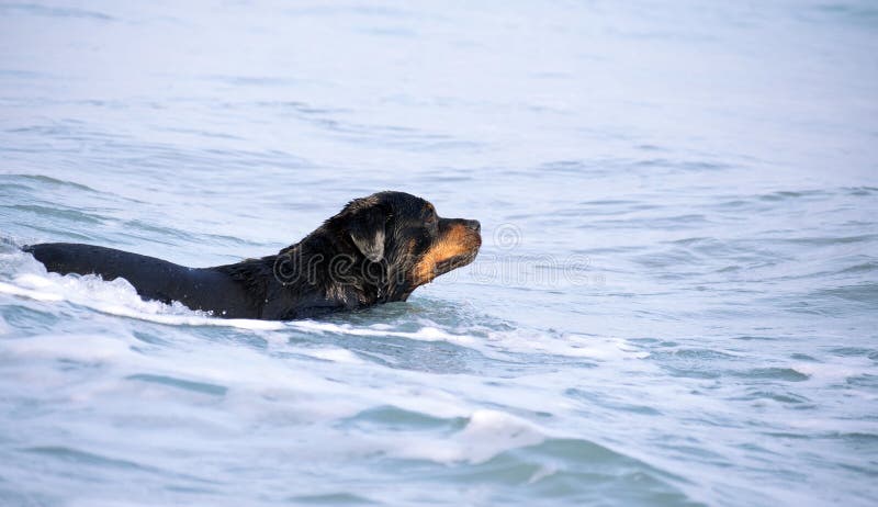 夏天在海滩跑的罗特韦勒 沙滩上的危险犬群开始愉快地洗澡 免版税库存照片 夏天在海滩跑的罗特韦勒 沙滩上的危险犬群开始愉快地洗澡 免版税库存照片