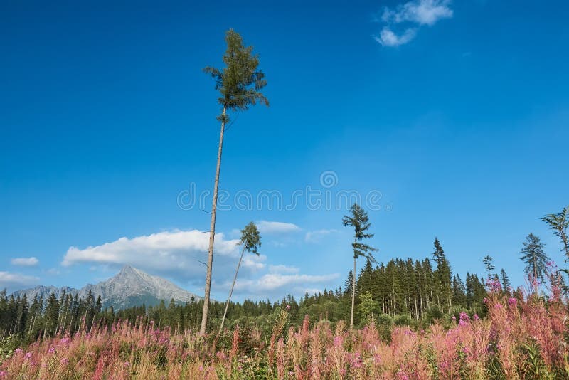 夏季多云景 免版税库存图片 夏季多云景 免版税库存图片