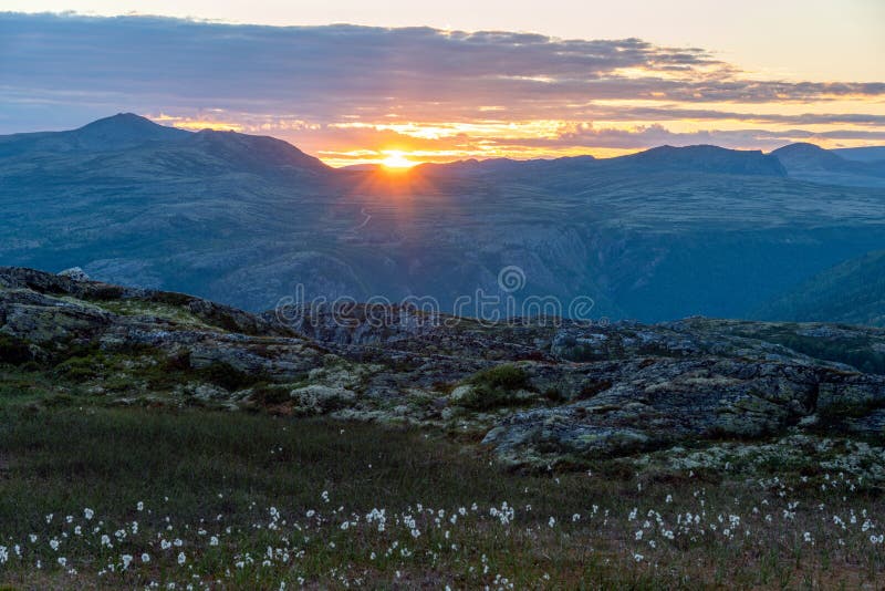 Sunset in the mountains with cotton flowers infront during summer holiday. warm sunburst over peer gynt cabin, formokampen and road far away. Norwegian nature concept in Rondane national park. Sunset in the mountains with cotton flowers infront during summer holiday. warm sunburst over peer gynt cabin, formokampen and road far away. Norwegian nature concept in Rondane national park