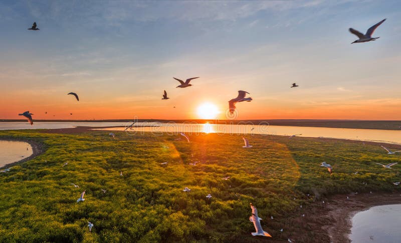 夕阳,天空,白鸟,湖岛,美丽天空,海鸥飞翔 库存图片 夕阳,天空,白鸟,湖岛,美丽天空,海鸥飞翔 库存图片