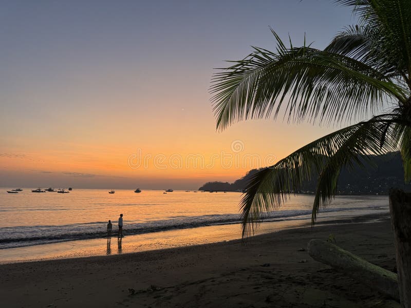 夕阳中的棕榈 库存图片