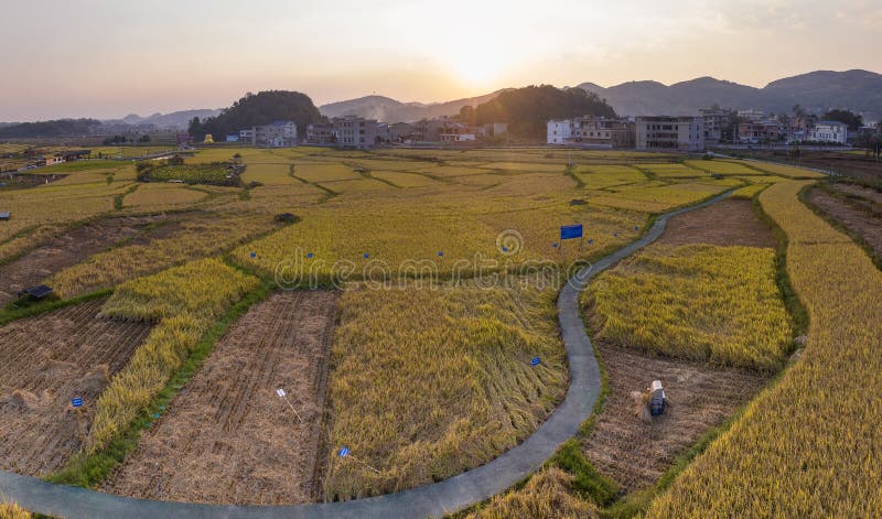 夕阳中的金黄稻田 库存图片