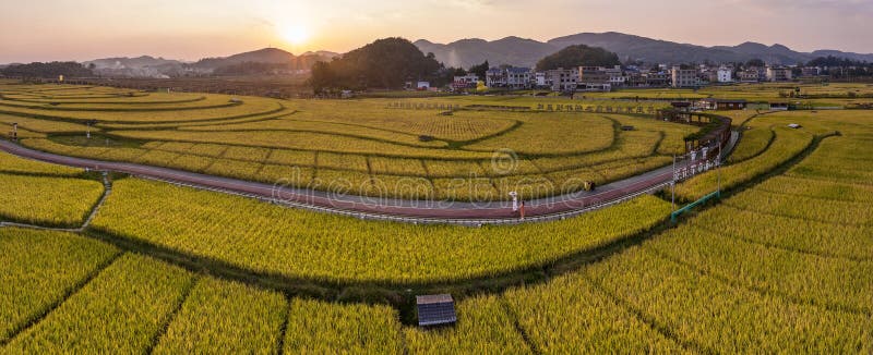 夕阳中的金黄稻田 免版税库存照片