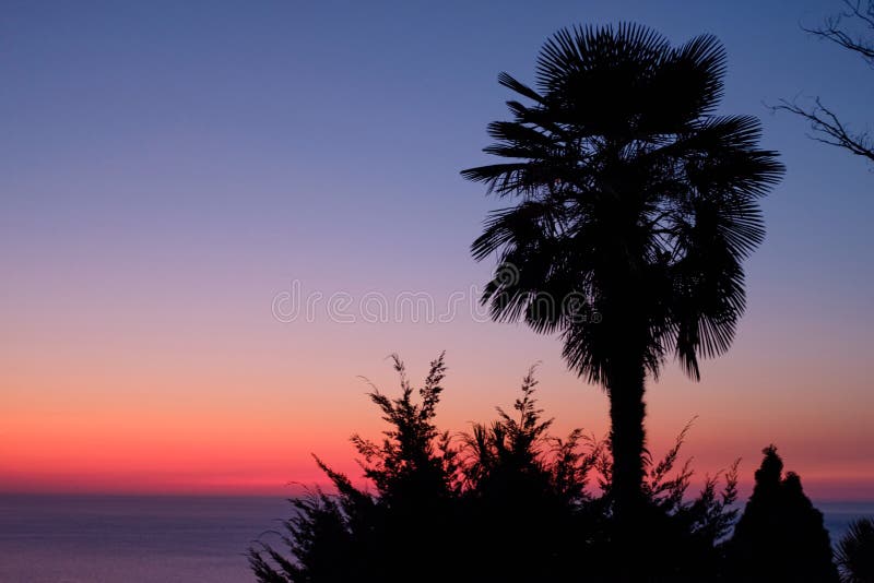 夕阳时沙滩上棕榈树的剪影 库存照片 夕阳时沙滩上棕榈树的剪影 库存照片