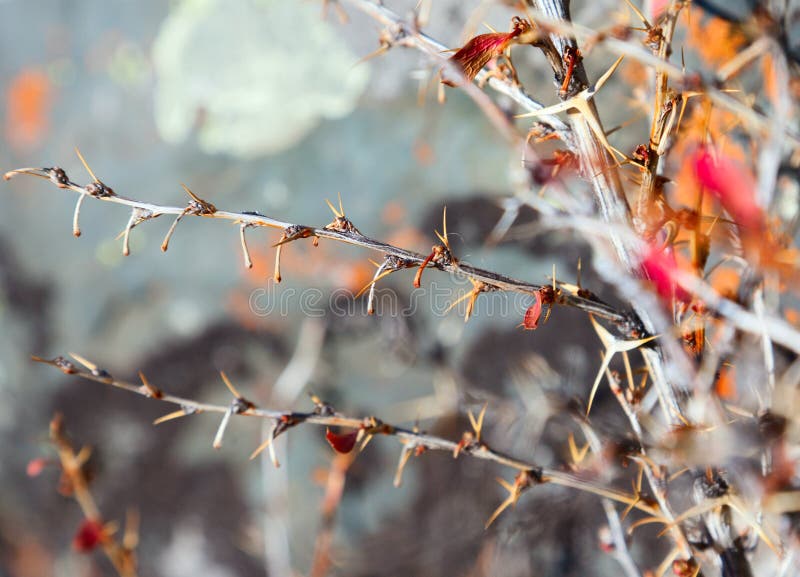 Prickly acacia bushes, very sharp shypy. Prickly acacia bushes, very sharp shypy