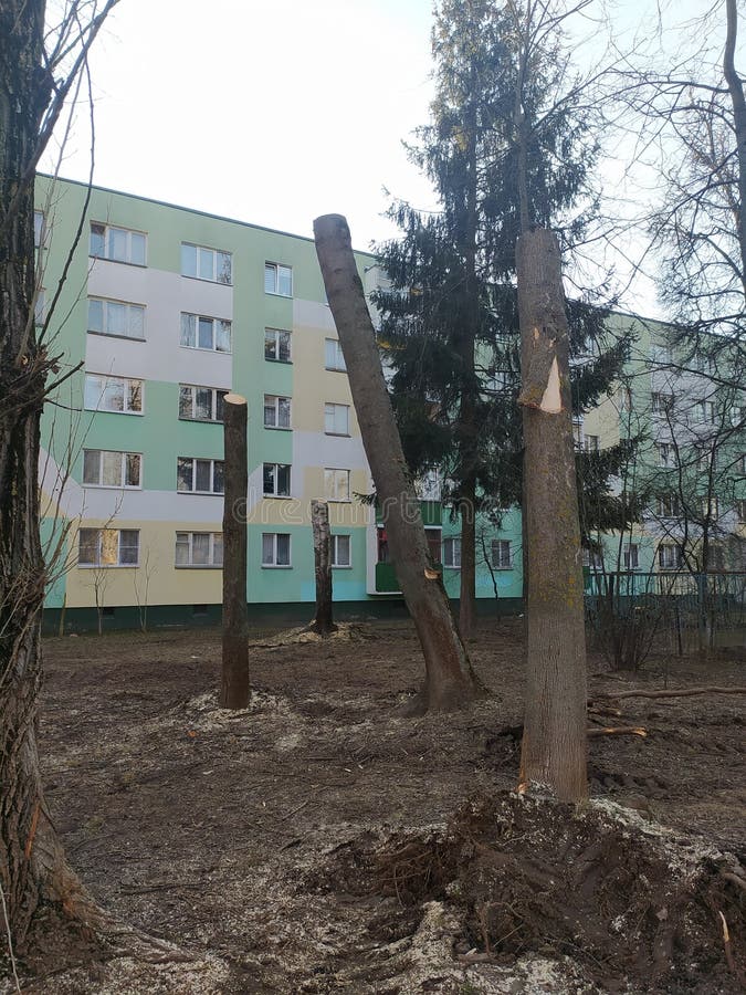 多层建筑背景的断树 免版税库存图片