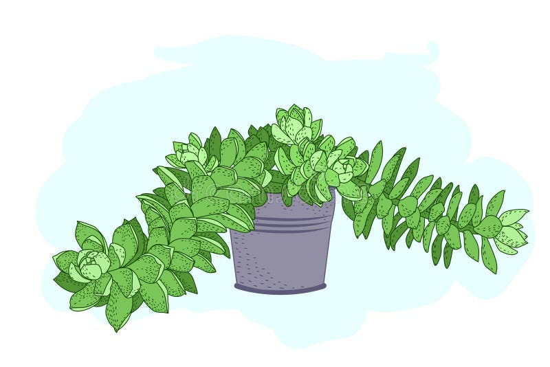 多汁植物宽分支鲜绿色的叶子 向量例证 多汁植物宽分支鲜绿色的叶子 向量例证