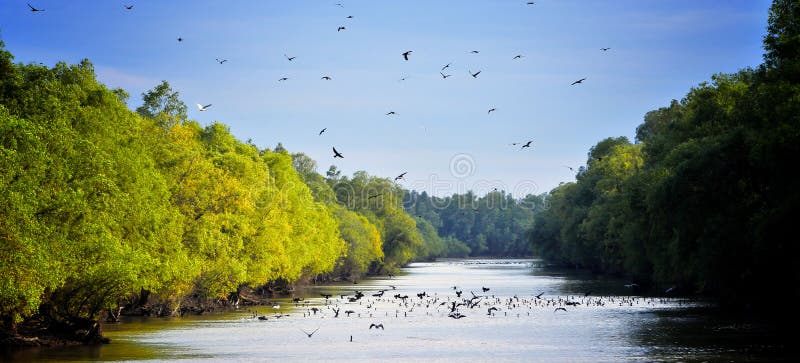 Danube Delta landscape with birds. Danube Delta landscape with birds