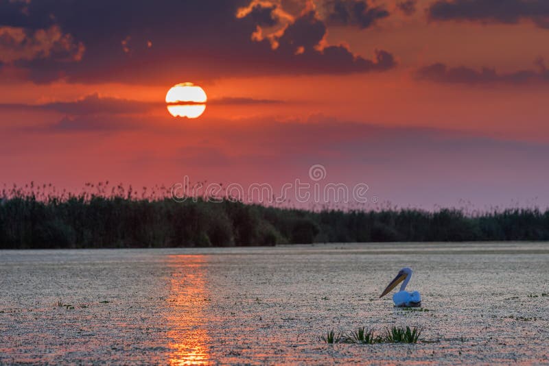 Sunrise in the Danube Delta, Romania, Europe. Sunrise in the Danube Delta, Romania, Europe