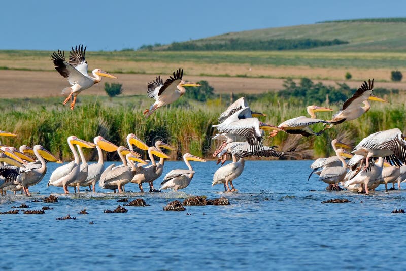 Pelicans flying in Danube Delta, Delta Dunarii, Romania. Pelicans flying in Danube Delta, Delta Dunarii, Romania