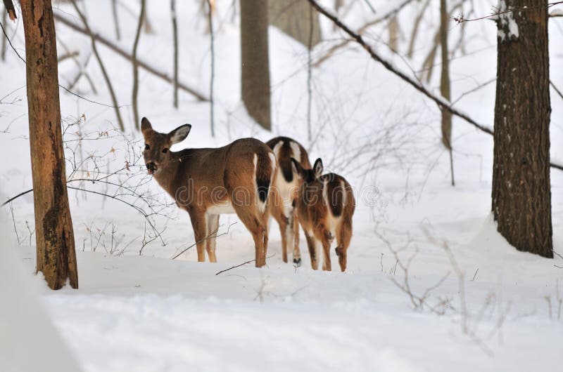 Deers are looking for the food in the snowy day in the mountain. Deers are looking for the food in the snowy day in the mountain