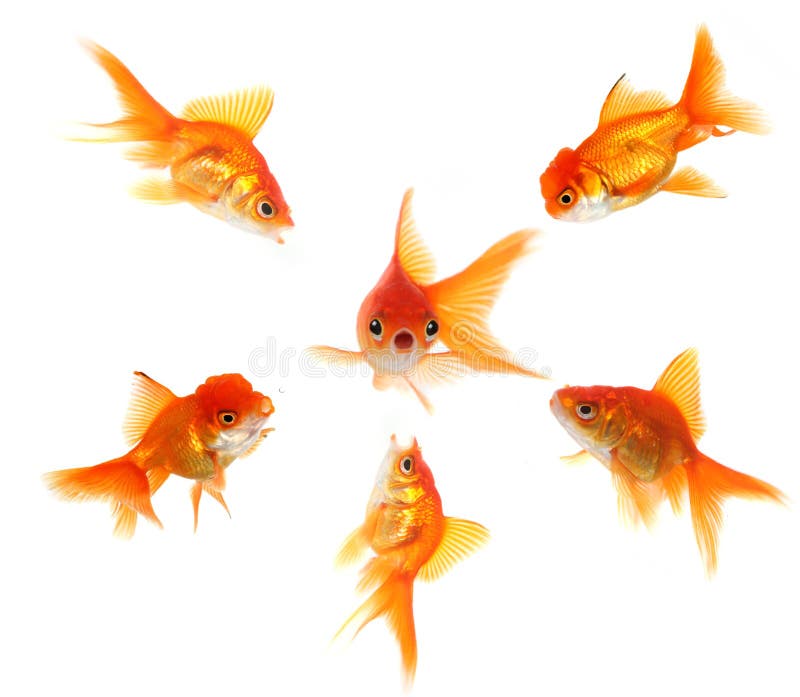 Angry Goldfish Ganging Up on a Peer. Concept Illustrates Pressure, Shock or Getting Caught. Angry Goldfish Ganging Up on a Peer. Concept Illustrates Pressure, Shock or Getting Caught