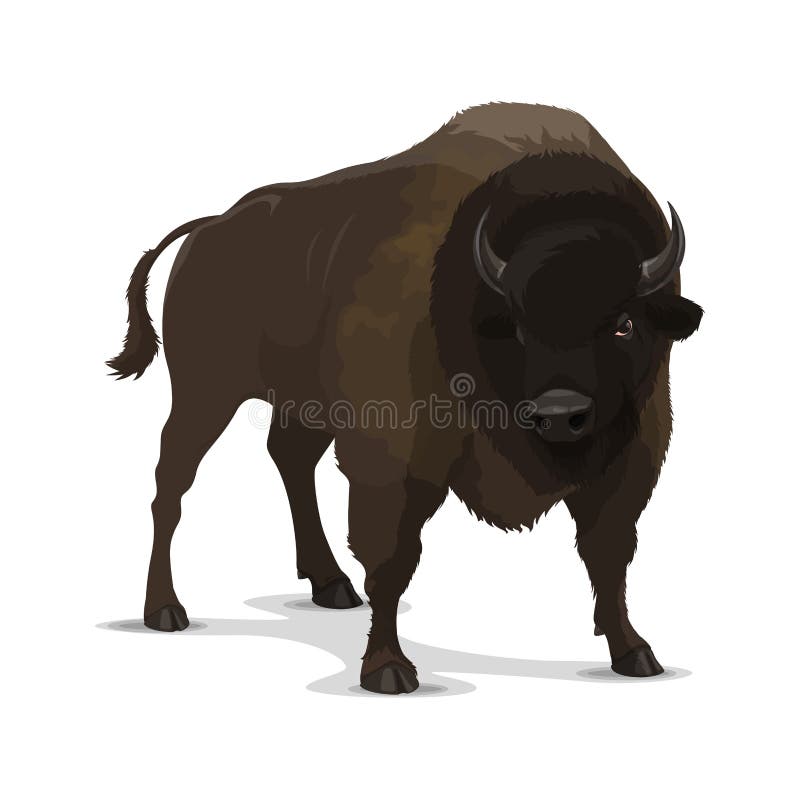 Bison wild animal cartoon character. Isolated brown bull of ox or buffalo mammal in aggressive pose. Zoo symbol, hunting sport club emblem or wildlife themes design. Bison wild animal cartoon character. Isolated brown bull of ox or buffalo mammal in aggressive pose. Zoo symbol, hunting sport club emblem or wildlife themes design