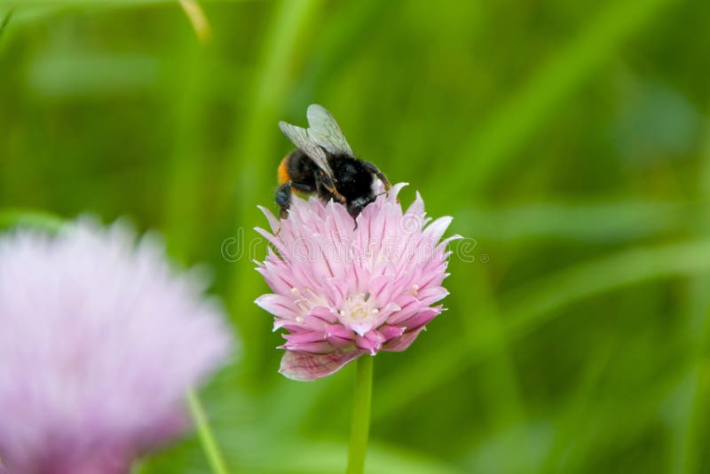 Big bumblebee collects nectar and pollen on pink clover flowers 2. Big bumblebee collects nectar and pollen on pink clover flowers 2