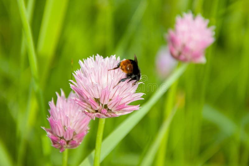 Big bumblebee collects nectar and pollen on pink clover flowers 2. Big bumblebee collects nectar and pollen on pink clover flowers 2