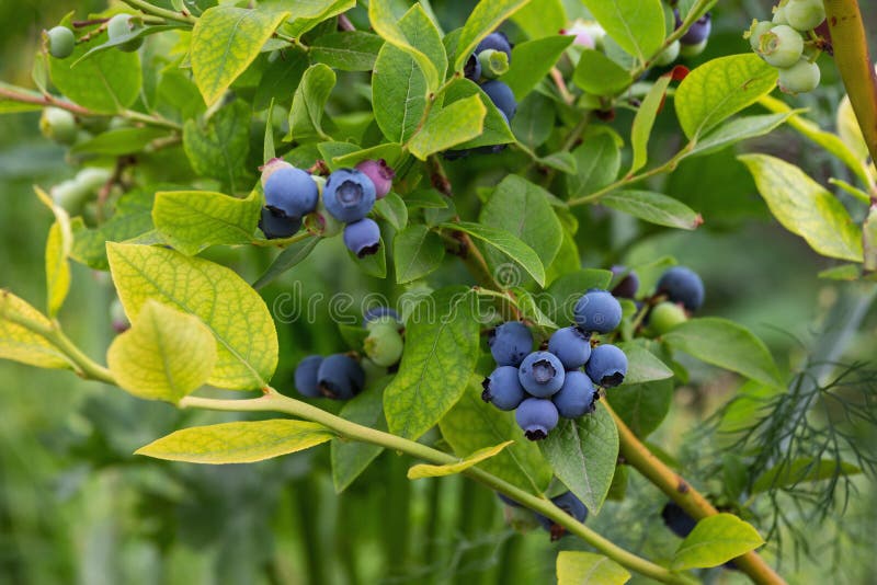大果熟蓝莓 免版税库存照片
