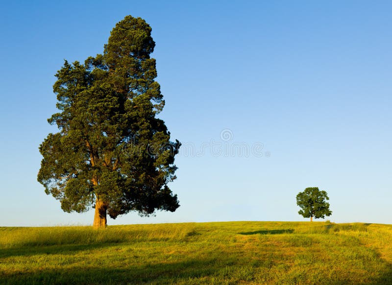 Large pine type tree with another smaller tree on horizon line in meadow or field to illustrate concept of big and small or parent and child. Large pine type tree with another smaller tree on horizon line in meadow or field to illustrate concept of big and small or parent and child