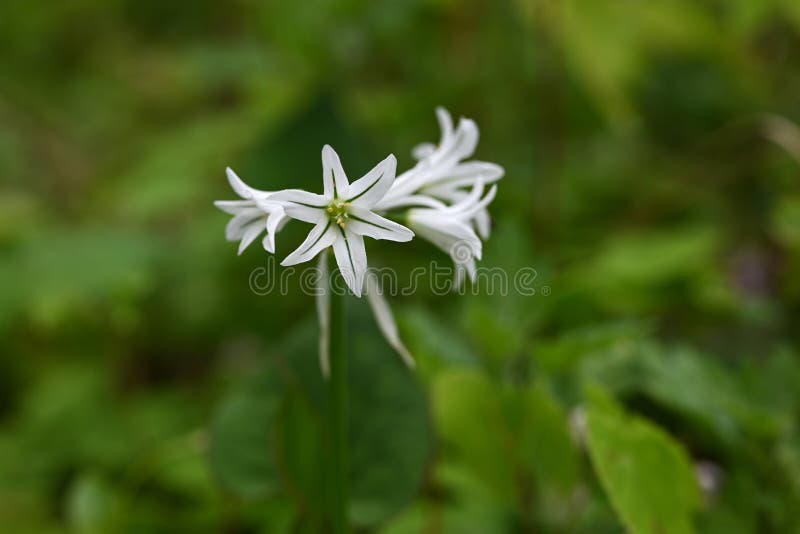 大花洋葱三核花. 红花科球茎植物. 库存图片