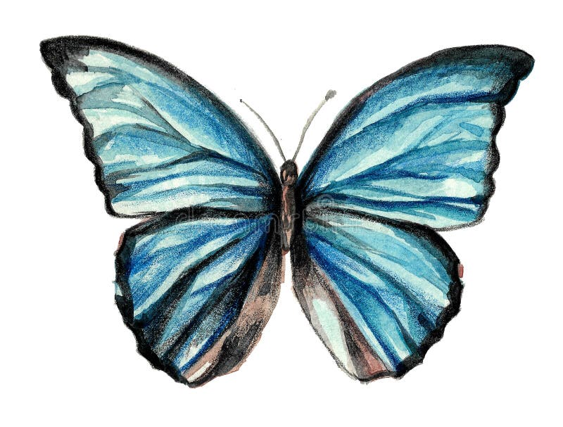 蝶画 蓝闪蝶 大蓝翅水色闪蝶库存例证. 插画包括有飞行, 艺术, 飞蛾, 少许, 蝴蝶, 投