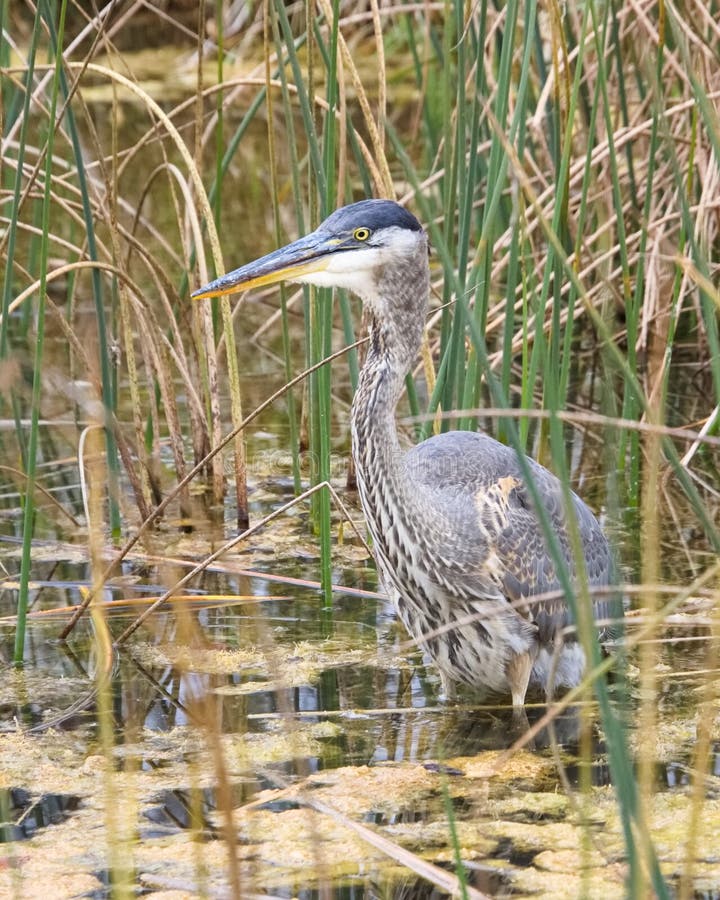 Great Blue Heron. Ardea herodias is large wading bird with black crown and plumes, spear-like long bill, long curved neck. Bird is standing in a pond swallowing a fish it just caught. Great Blue Heron. Ardea herodias is large wading bird with black crown and plumes, spear-like long bill, long curved neck. Bird is standing in a pond swallowing a fish it just caught.