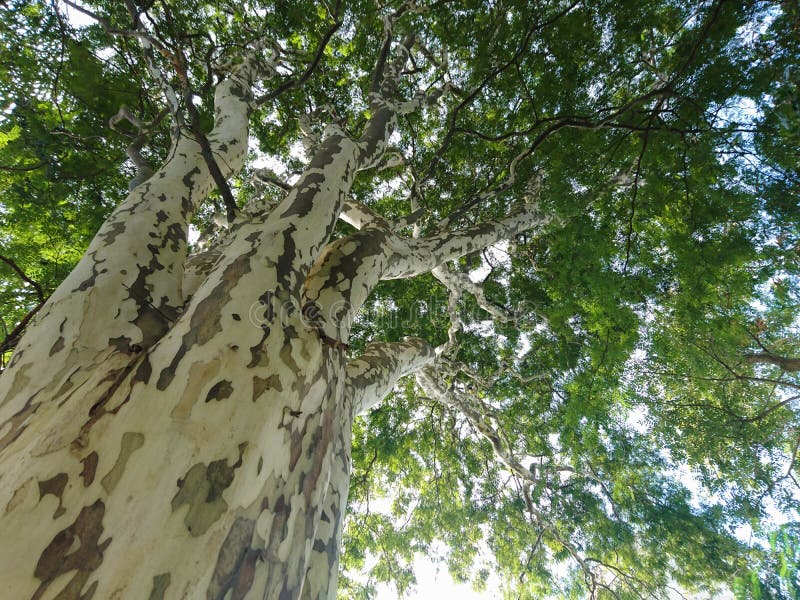 Evergreen tree to deciduous, known with  `Pau Ferro `. Native tree of the Atlantic forest, from Brazil. Scientific name Caesalpinia Leiostachya. Evergreen tree to deciduous, known with  `Pau Ferro `. Native tree of the Atlantic forest, from Brazil. Scientific name Caesalpinia Leiostachya