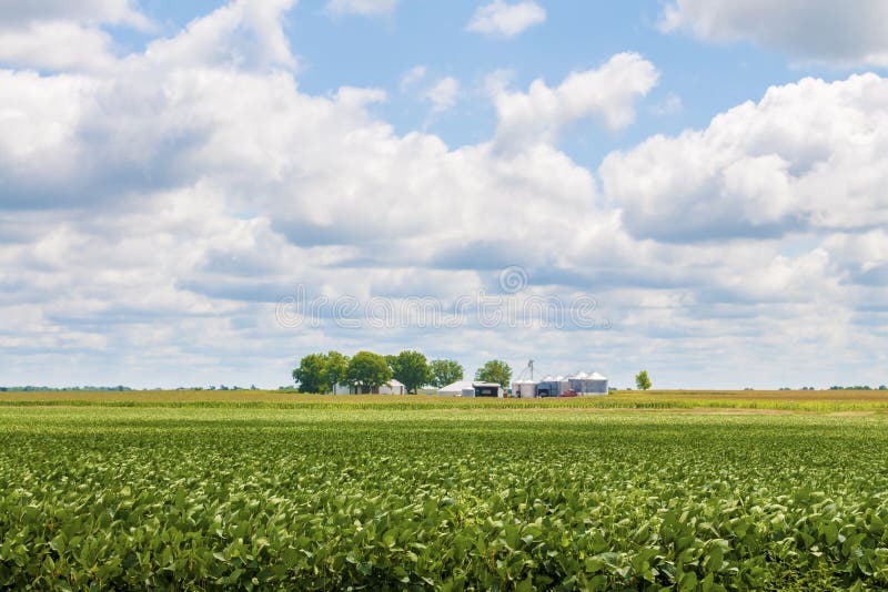 A soy bean and corn field with blue sky and clouds on a Missouri USA farm. A soy bean and corn field with blue sky and clouds on a Missouri USA farm