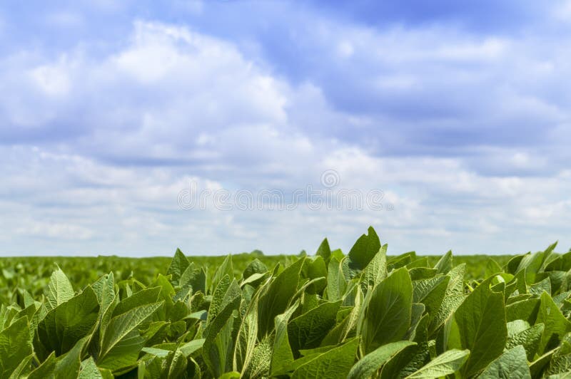 Selective focus closeup of a soy bean field with a blue sky. Selective focus closeup of a soy bean field with a blue sky