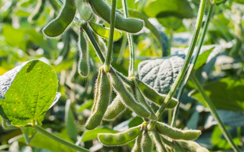 Close up of the soy bean plant in the field. Close up of the soy bean plant in the field