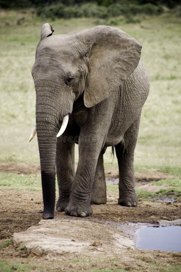 大象生活方式在南非