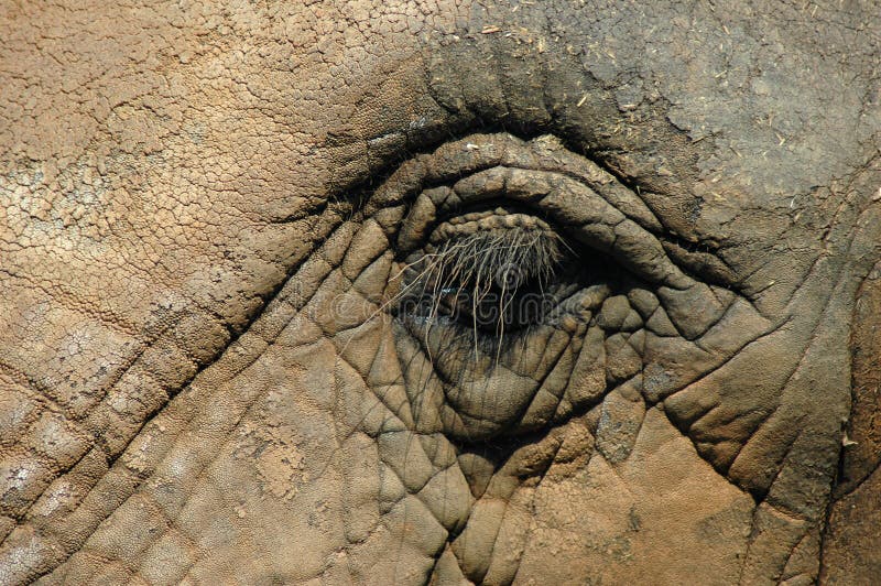 大象眼睛
