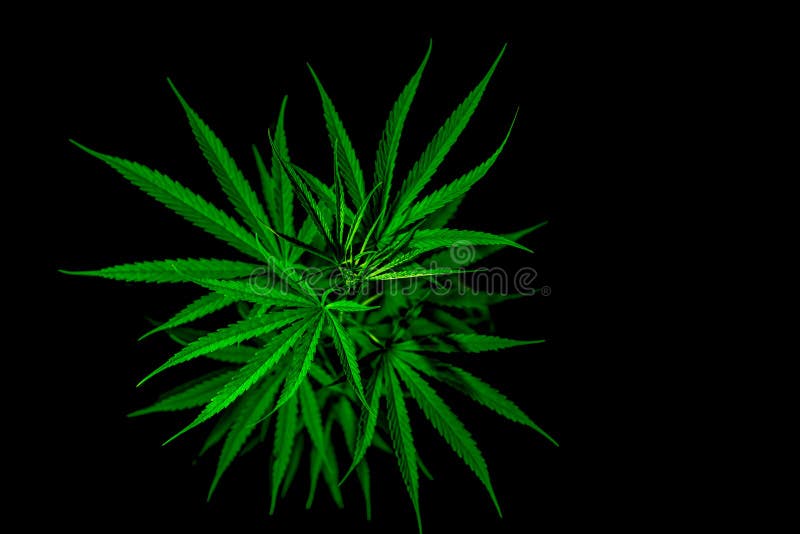 大麻æ¤ç‰©ã€‚大麻大麻大麻有CBD大麻在黑色背景上除è‰ç»¿å¶ã€‚å¤§éº»å†œåœºã€‚å¤§éº»ç§æ¤ã€‚大麻æ¤ç‰©ã€‚大麻å 库存图片 大麻æ¤ç‰©ã€‚大麻大麻大麻有CBD大麻在黑色背景上除è‰ç»¿å¶ã€‚å¤§éº»å†œåœºã€‚å¤§éº»ç§æ¤ã€‚大麻æ¤ç‰©ã€‚大麻å 库存图片