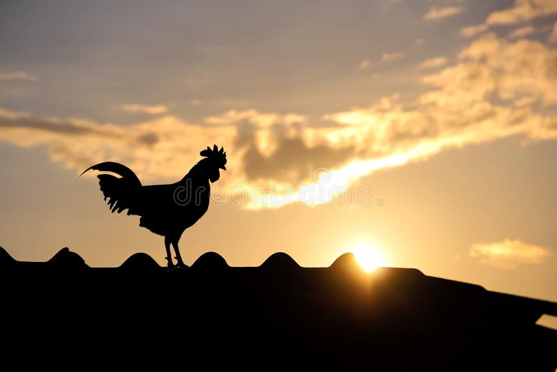 Close up Sunrise on sky dawn background with silhouette of rooster crowing. Close up Sunrise on sky dawn background with silhouette of rooster crowing