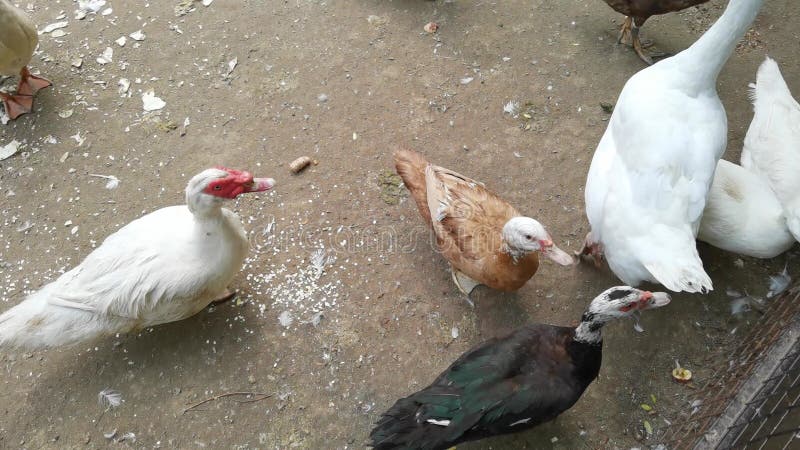 天然栖息地池塘边养鸭鹅 股票视频