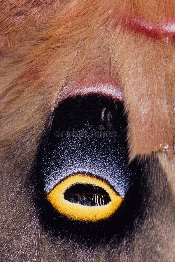 Detail shot of an eye spot on an Emperor Moth wing. Detail shot of an eye spot on an Emperor Moth wing