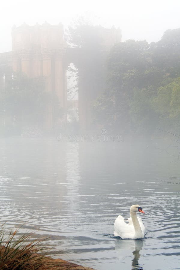 Swan on a lake near Exporatorium, San Francisco. Swan on a lake near Exporatorium, San Francisco.