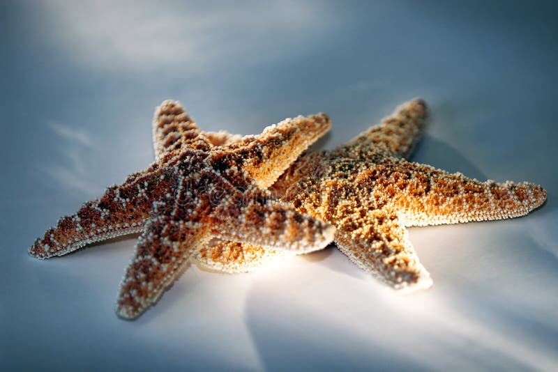 Two Starfish with studio light effect ~ represents vacation, travel, romance, romantic getaways, etc. Two Starfish with studio light effect ~ represents vacation, travel, romance, romantic getaways, etc.