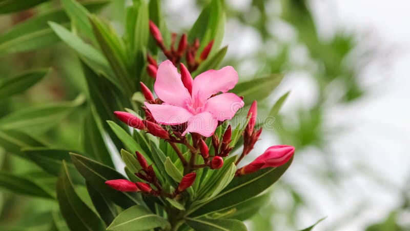 夹竹桃花特写侧视. 旋转