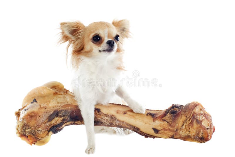 Portrait of a cute chihuahua and his large bone in front of white background. Portrait of a cute chihuahua and his large bone in front of white background