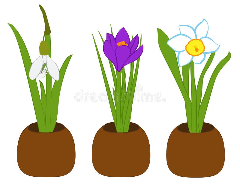 套春天snowdrop、水仙和番红花在白色隔绝的花盆 也corel凹道例证向量 皇族释放例证 套春天snowdrop、水仙和番红花在白色隔绝的花盆 也corel凹道例证向量 皇族释放例证